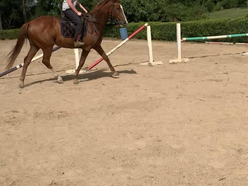 Snitch - Urgent Sale