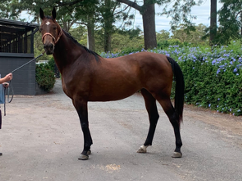 Talented Contenda Mare