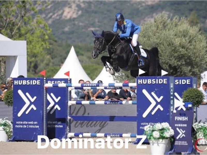 Dominator Z ET filly out if jumping bred dam 