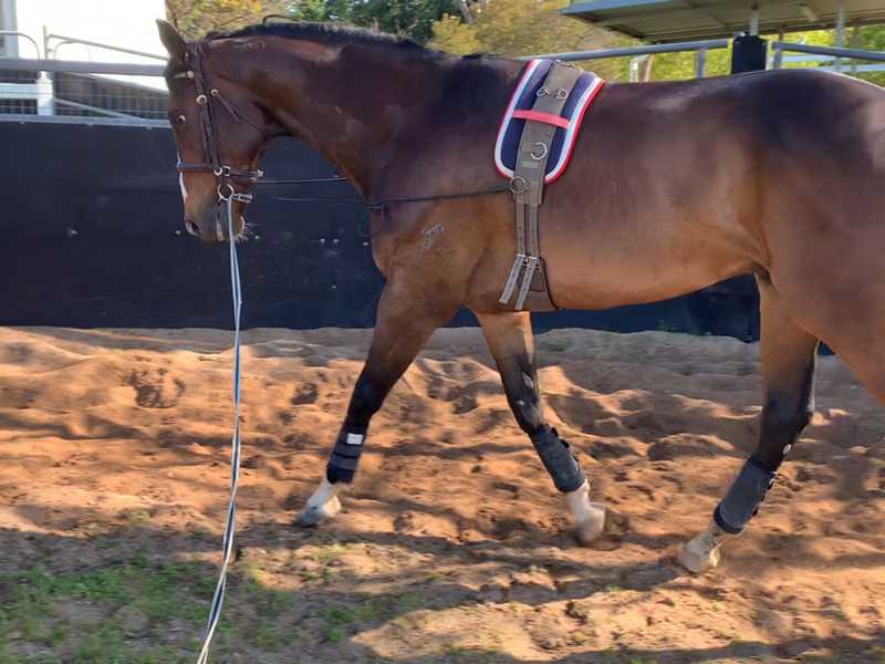 Beautiful Off the Track T'bred