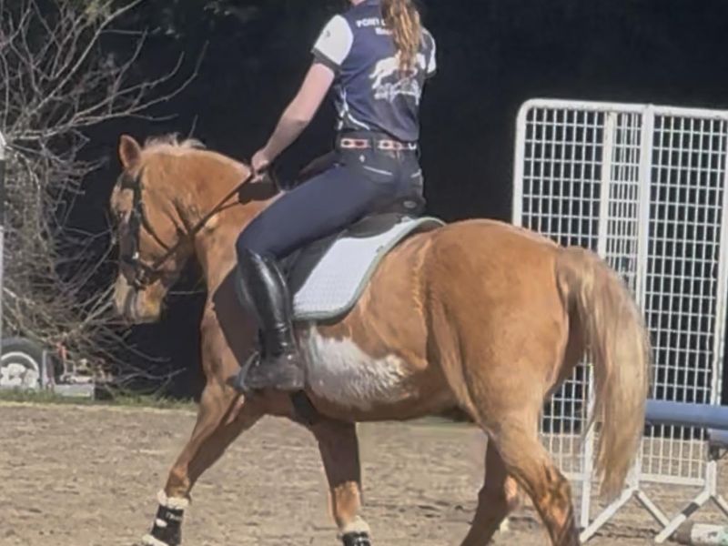 Dressage pony with bling!