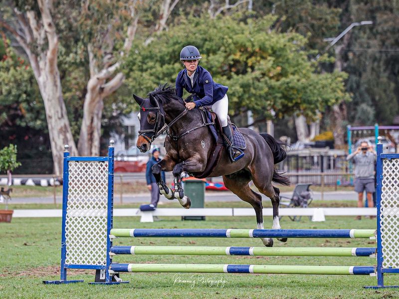 Glenara Philadelphia - talented 6yo Mare 