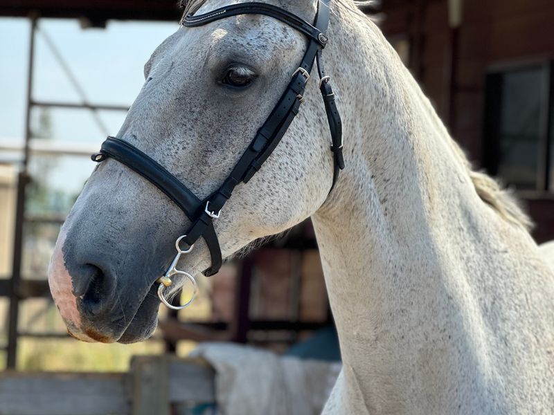 “Frosty” – 16hh | 9yo | Grey Warmblood