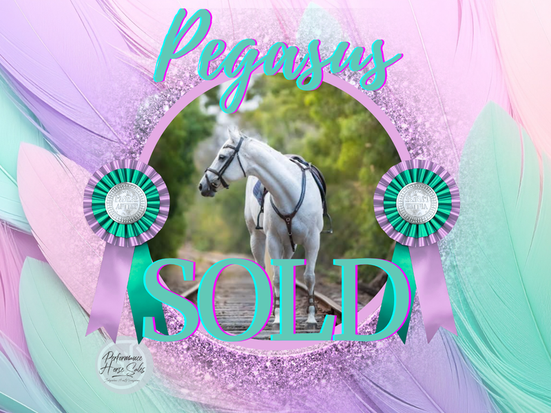 Pegasus - lovely grey QH x TB allrounder