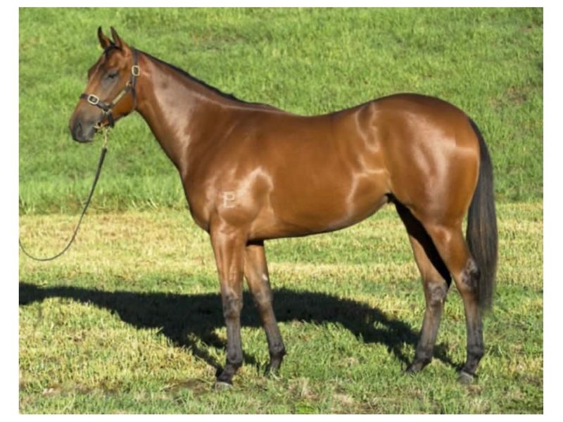 Lovely Broodmare Free to good home