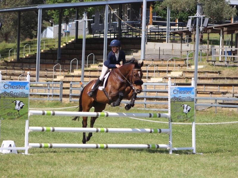 Genuine Allrounder TB Gelding 