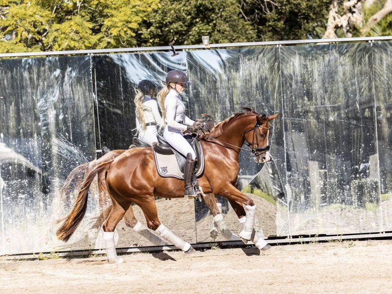 Quality Bellissimo M Mare - Already X-Rayed