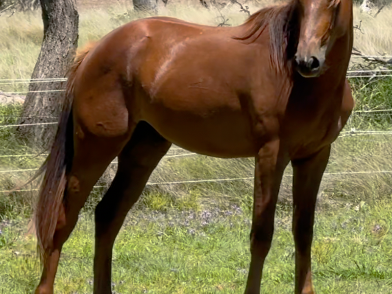 TEKOMA – Priced to Go - by Total Hope