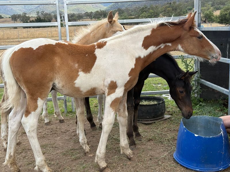 Paint x Clydesdale Colt