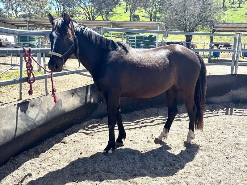 ROWDY - Black Pony Gelding