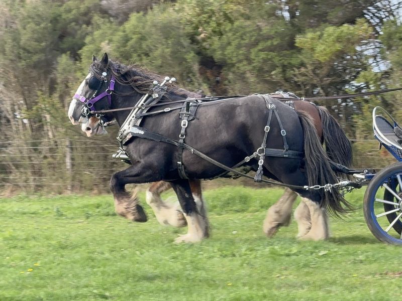 Registered black Clydesdale gelding