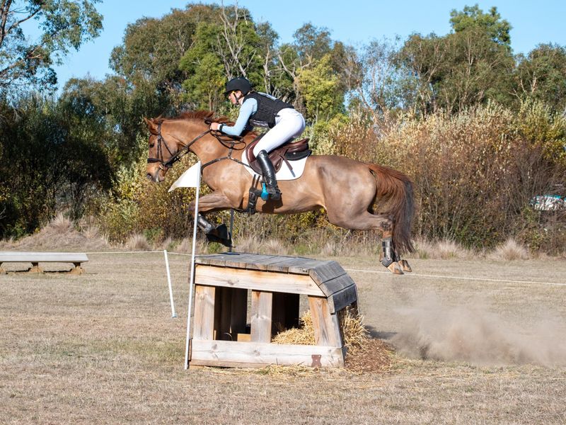 Incredible young Eventing/Showjumping prospect