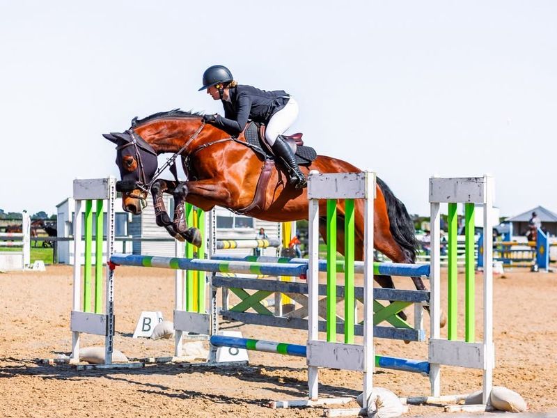 Talented Show Jumping Prospect