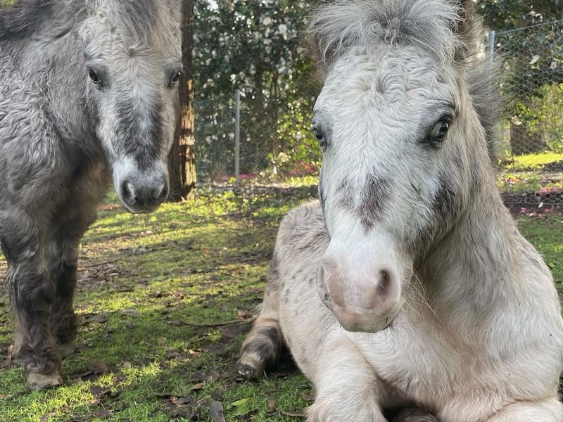 Appaloosa Miniature Horses Bonded Siblings
