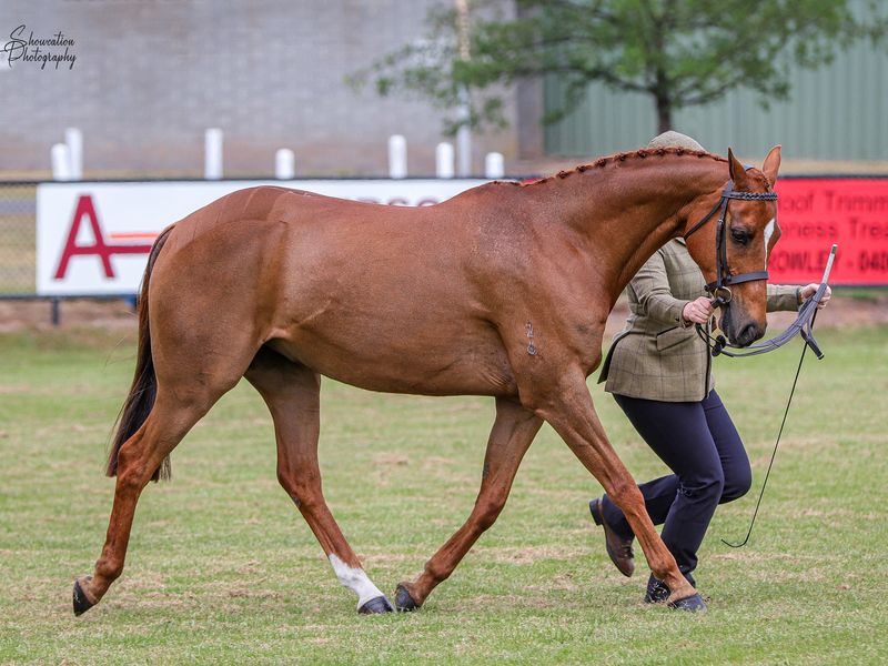 Gentry Park Mr Banks