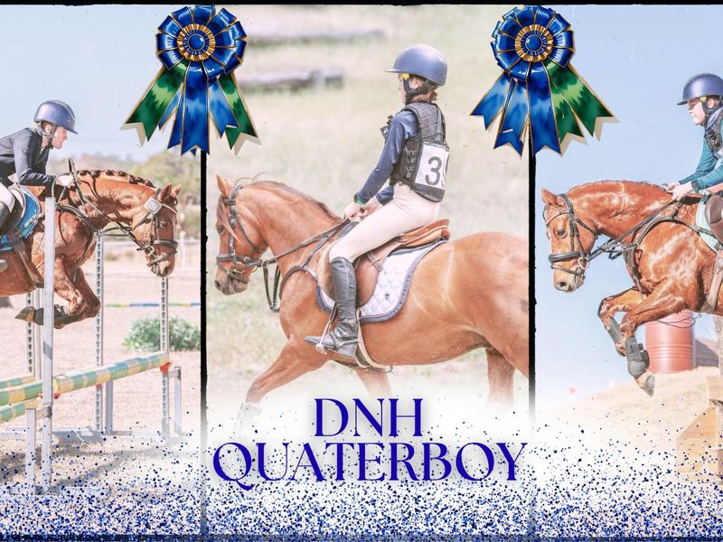 DNH Quaterboy - GRP WB x - superstar allrounder