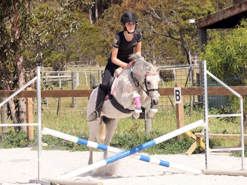 Welsh X RP Gelding – 2nd Pony / Lead-Line