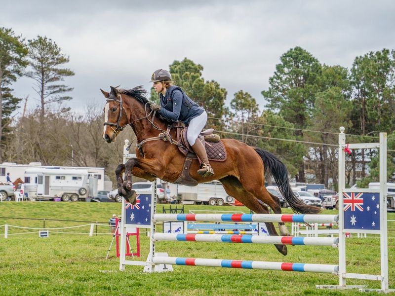 Chic Chanell - Talented Young Warmblood
