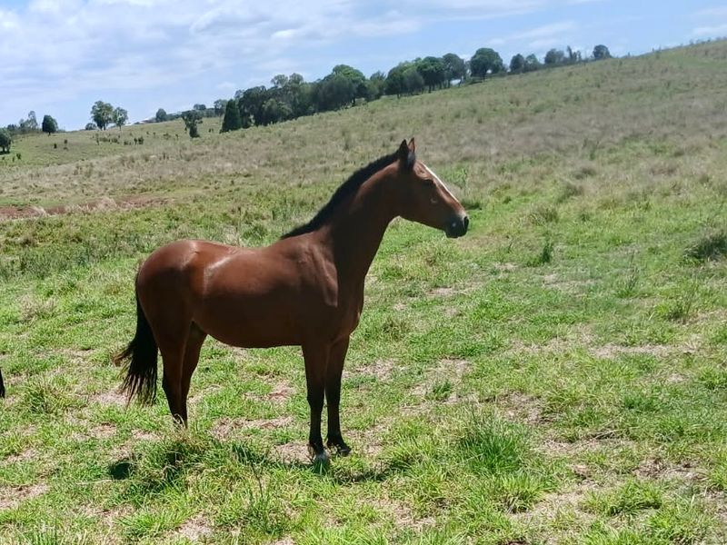 2 year old stock horse 