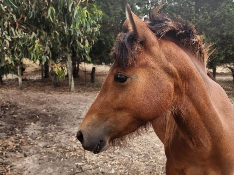 Stunning 2yo unbroken Filly Forsale