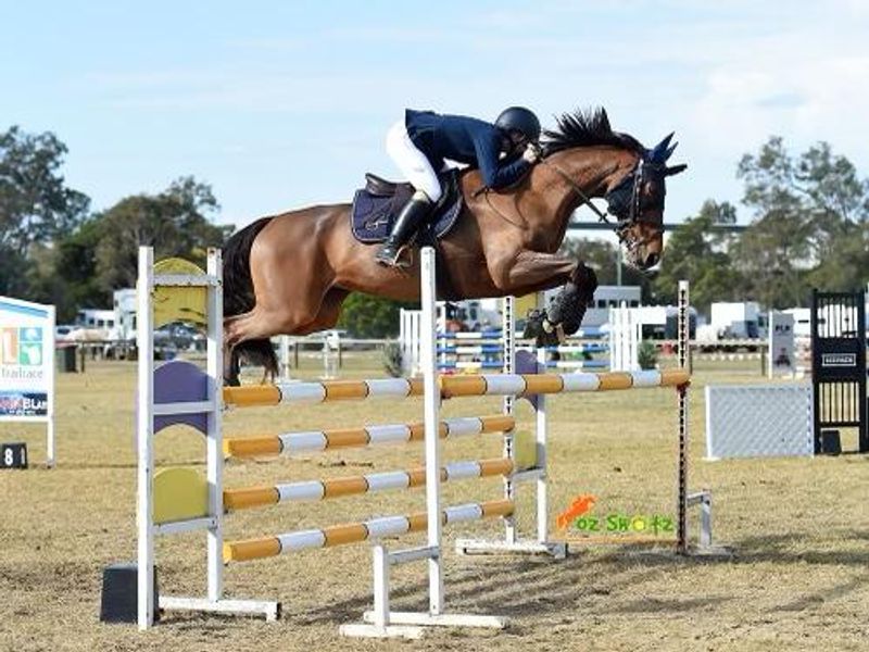 Competitive Junior/Young Rider Horse