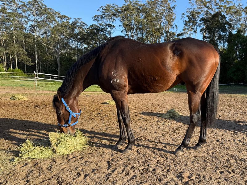 Quality Boy by Tavistock