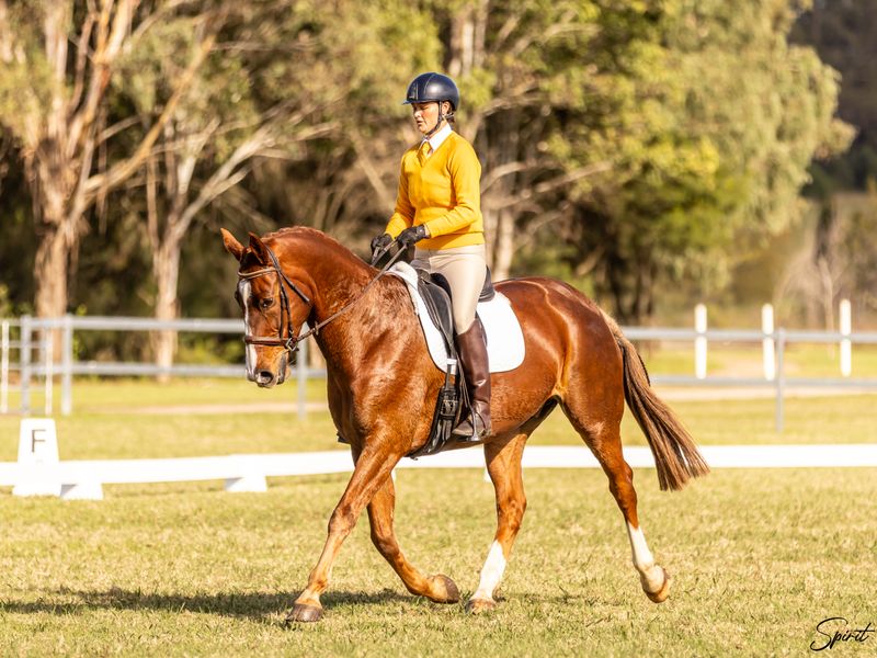 Gorgeous Warmblood Gelding by Danciano