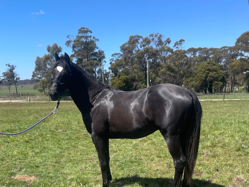 Quality Young Gelding 