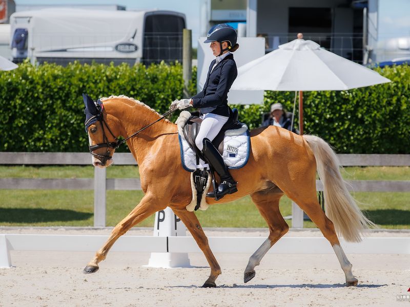 Competitive FEI Dressage Pony