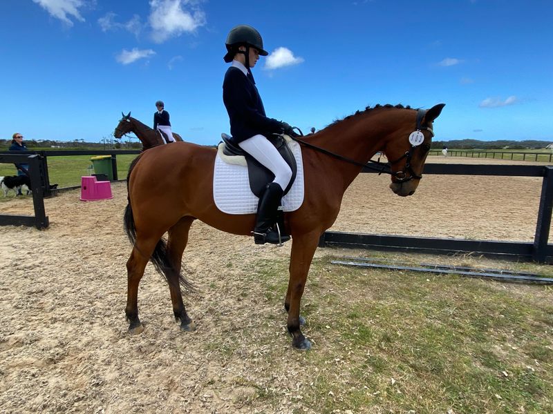 Australian Stock X Quarter Horse