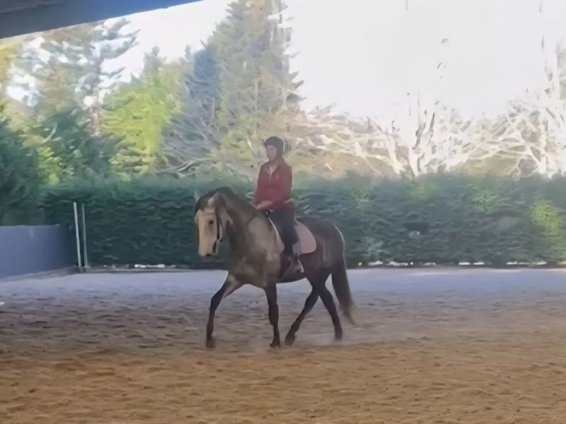 Stunning Andalusian Mare