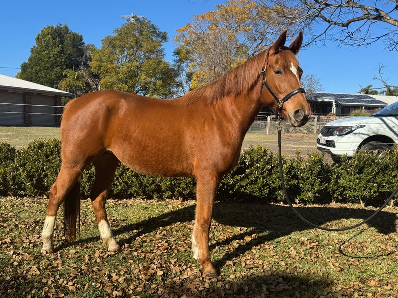 10 year old Warmblood mare.