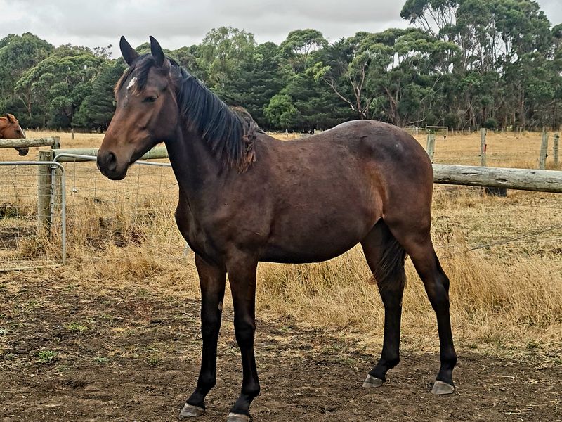 Warmblood x Percheron filly