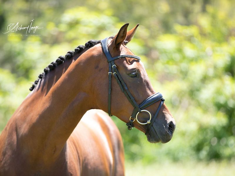 Powerhouse mare in search of ambitious rider