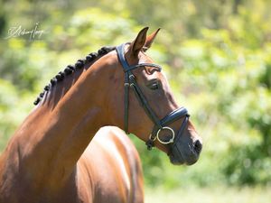 Flensberg Per Sempre