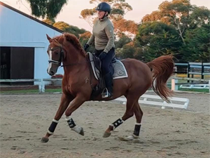 Paradise Valley Boleyn 