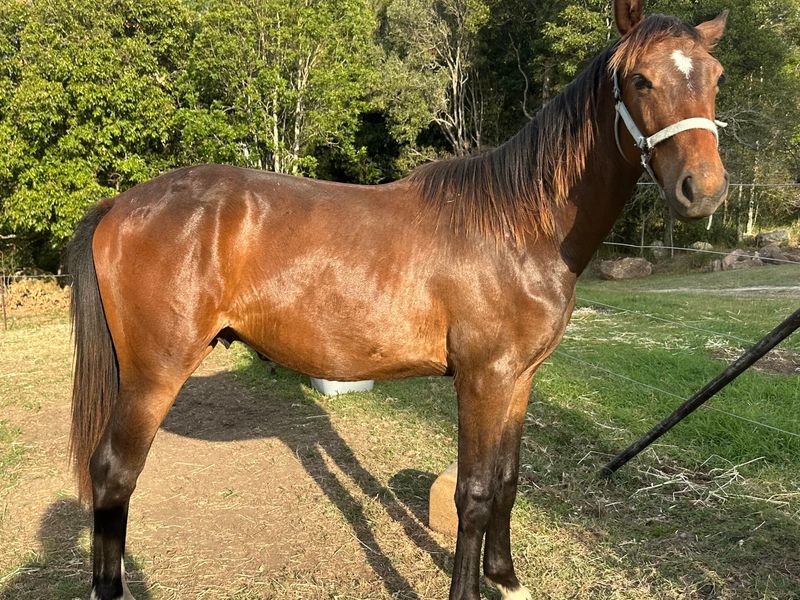 Lieutenant is a flashy 1yo WB colt 