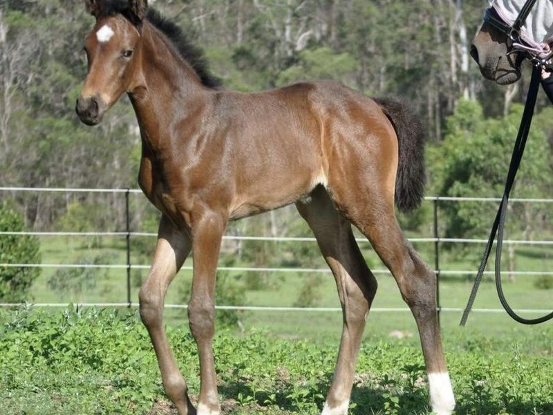 Rising 2yr old Warmblood Filly