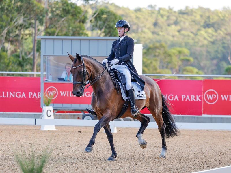 Davrol Diva - 15 YO Warmblood Mare