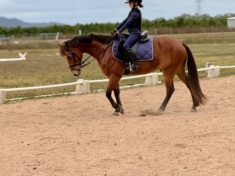 Welsh X 13.2hh Bay Gelding