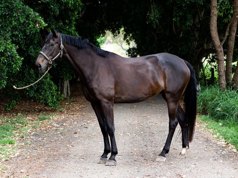 HARBAK  FÜRSTEN EVOLUTION