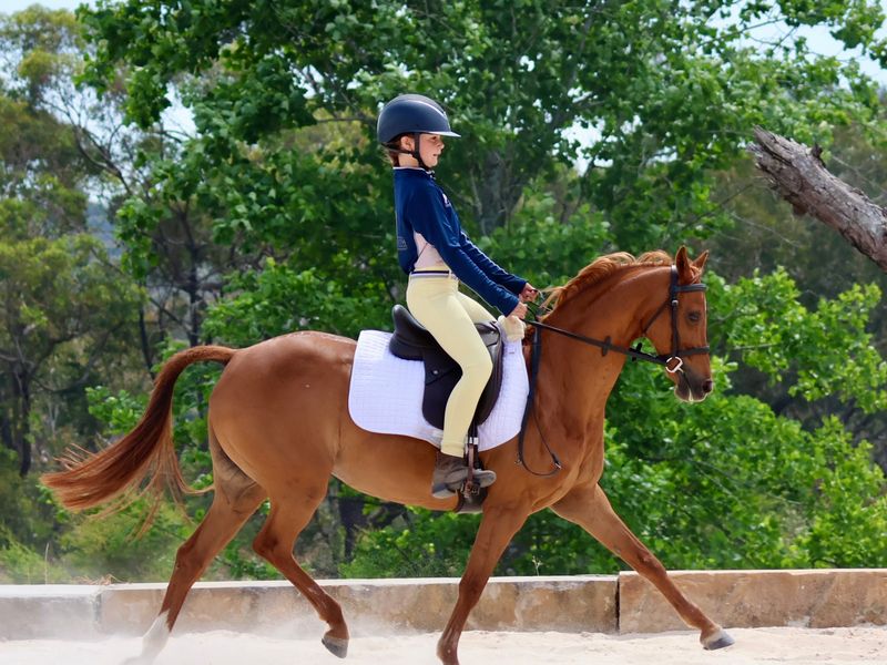 Reliable First Pony - Show, Dressage, Pony Club 
