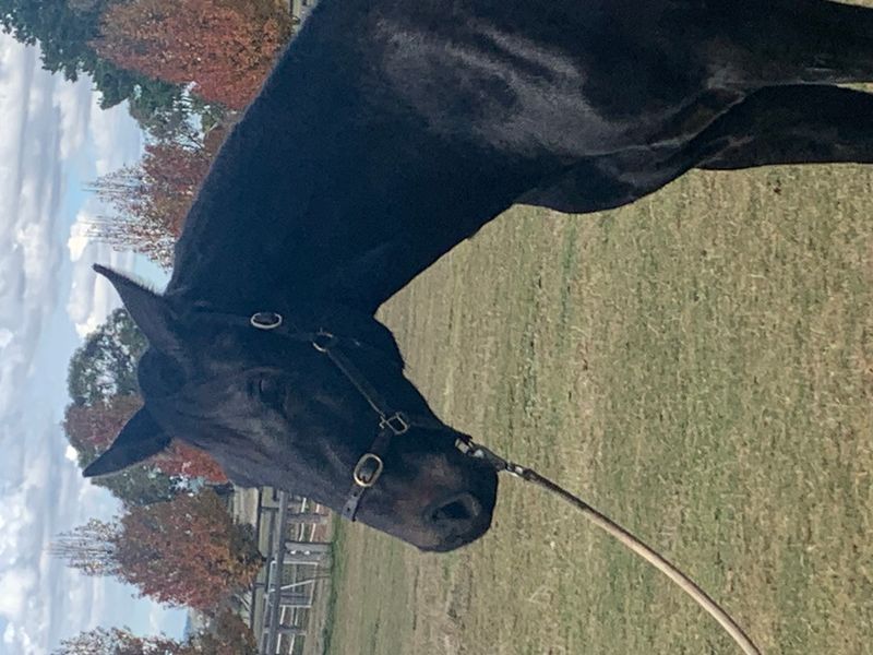 Diarado out of Yalambi's Carpino Z 