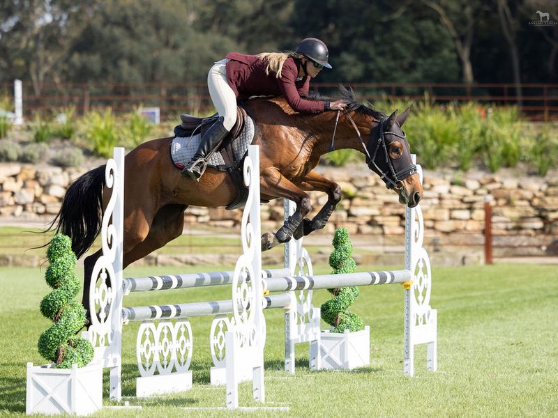 DP Easter Island - Young Warmblood SJ/ Eventer