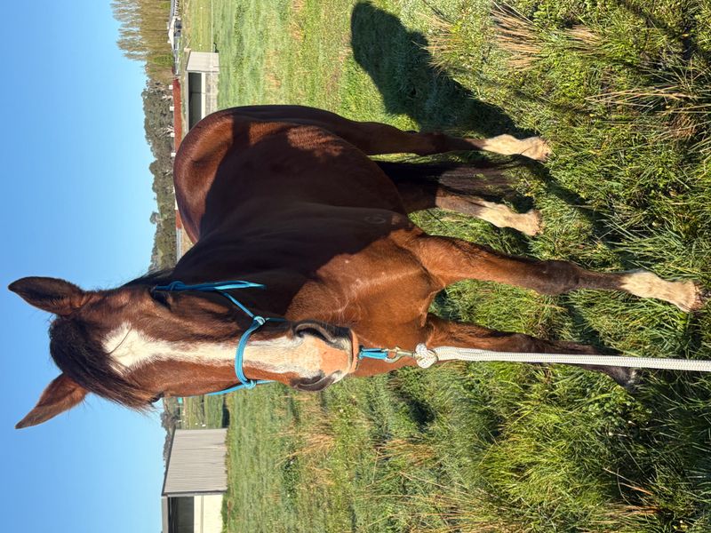 Sweet bay gelding 