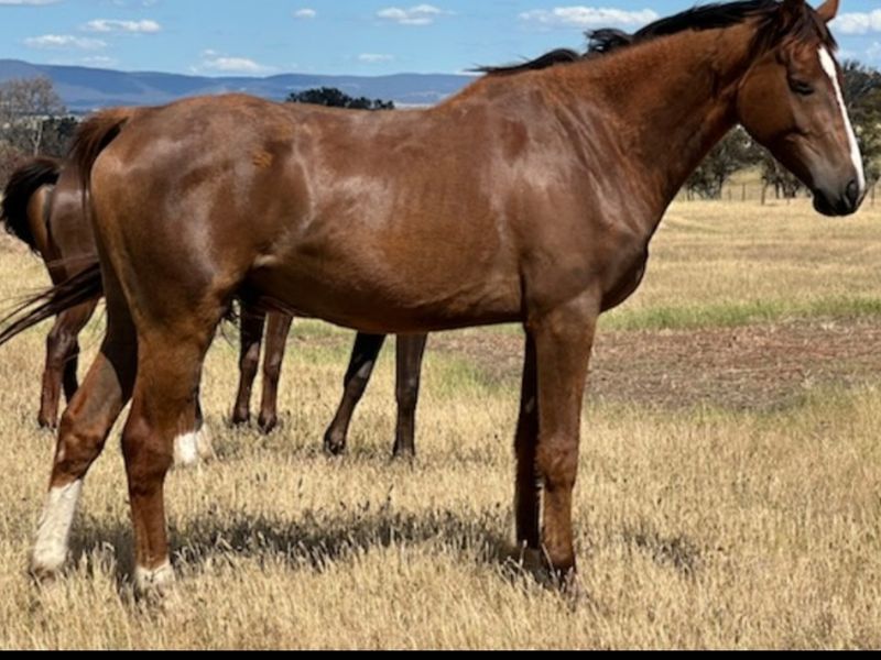 Stunning Warmblood Gelding 