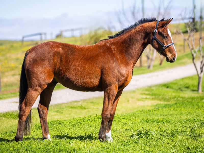 casting de hus gelding