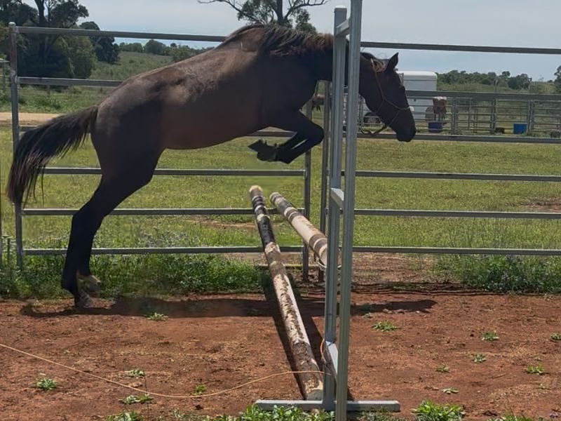 Warmblood x TB by Massimo Quality