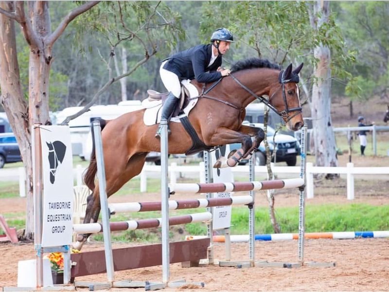 Performance Horse Show Jumper/Eventer