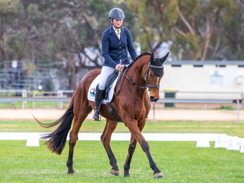 Stunning Thoroughbred mare 
